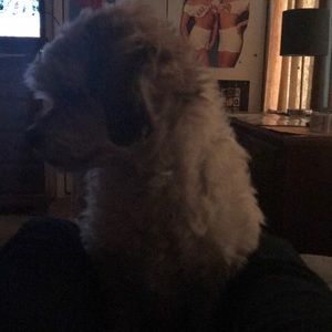 Meet your Posher, Lisa